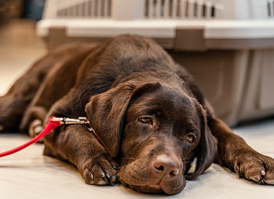 Dachshund Home Remedies for Coughing — Natural Ways