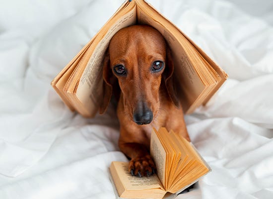 Dachshund Weight Management Diet Plan: Step-by-Step Guide
