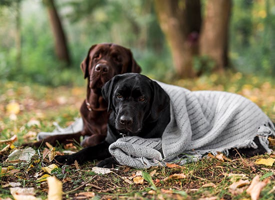 Dachshund Pain Relief Natural Methods: That Work Safely