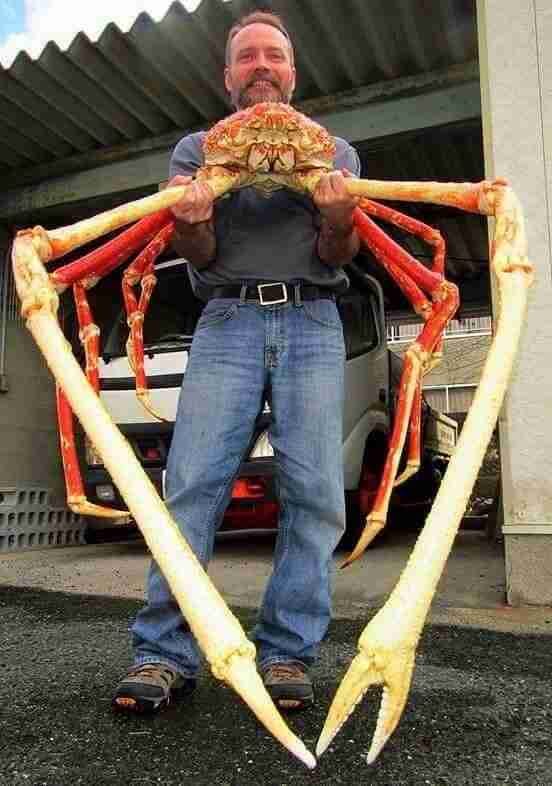 The Giant Spider Crab Of Japan. In the depths of the Pacific Ocean lies