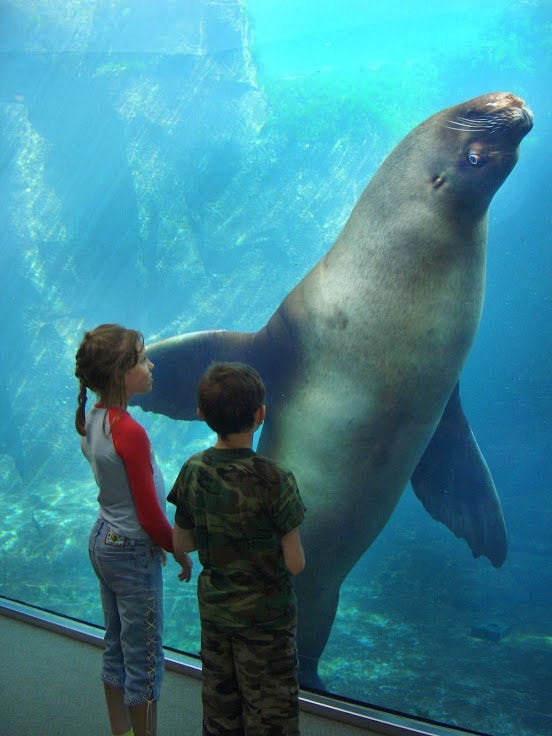 Steller Sea Lion