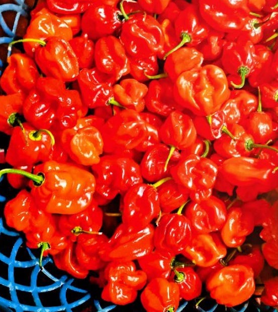The Ultimate Guide to Growing Scotch Bonnet Peppers | by Nirosh Madushanka  | Medium