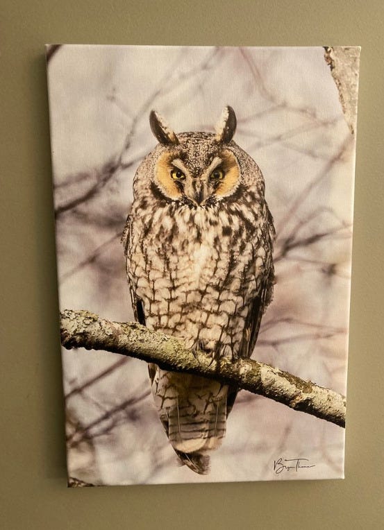 Animal Canvas Prints: Bring the Beauty of Nature Into Your Home | by ...