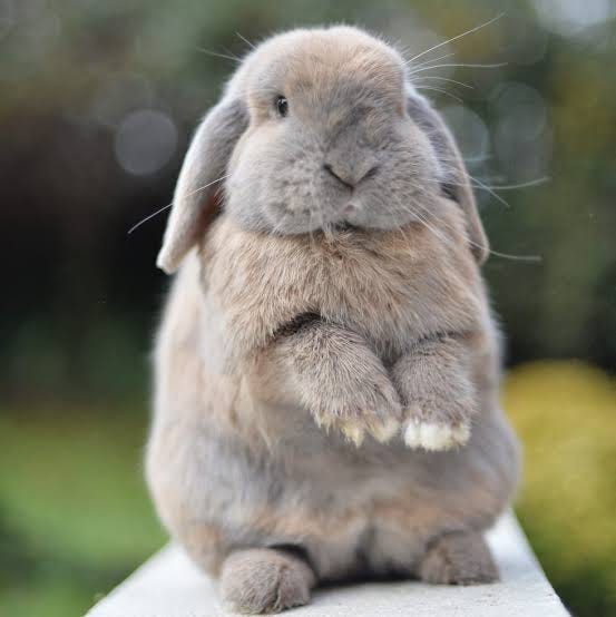 Most Expansive Rabbit Breeds