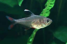 Tetra, Freshwater, Care & Breeding