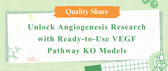 VEGF Signaling Pathway Knockout Cell Lines for Angiogenesis & Disease Research