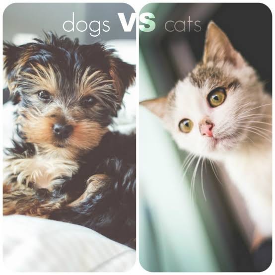 Are Dogs Really Smarter Than Cats?