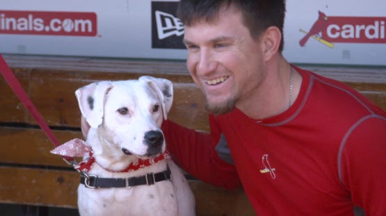 Purina Pooches in the Ballpark returns