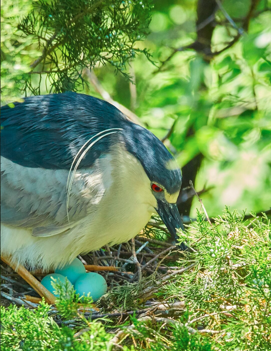 Are Birds Mammals? A Fascinating Look at Avian Biology | by Anum Najeeb