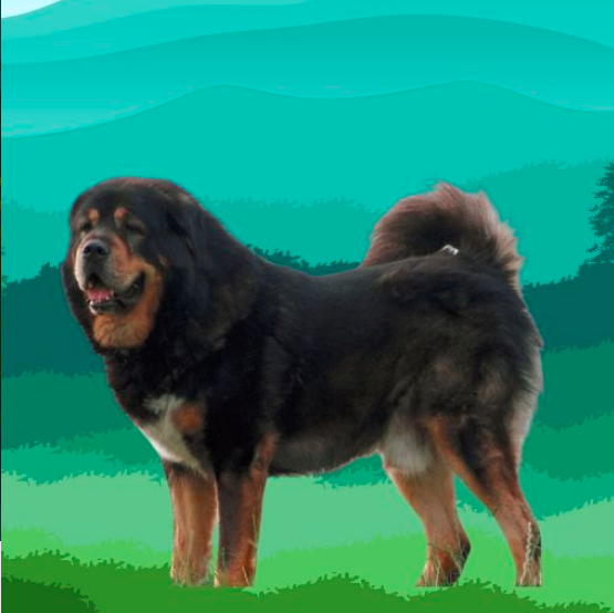 The Tibetan Mastiff Incredible Bite Force in PSI | by Anum Najeeb | Medium