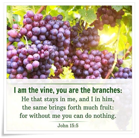 The Meaning of the Parable of the Vine and Branches — A Commentary on
