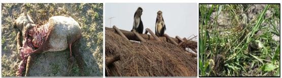Human-monkey conflict and community wildlife management: The case of Boabeng-fiema monkey sanctuary…