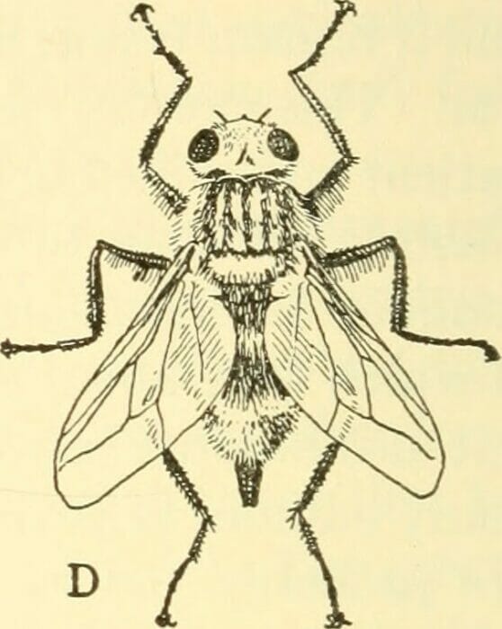 Flea Eggs vs Dandruff Spot the Difference by Flea Treatment May