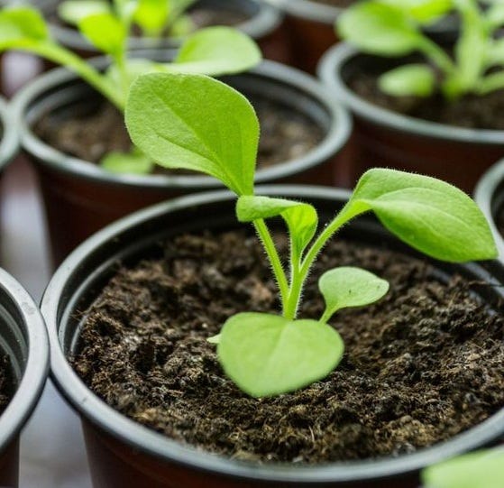 How to Plant a Flower Seed. It’s easy to that before a plant