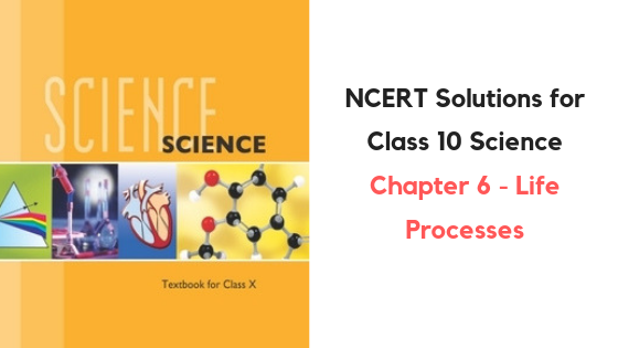 NCERT Solutions for Class 10 Science Chapter 6 Life Processes