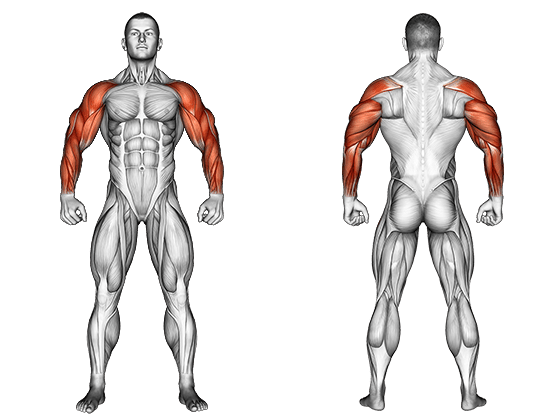 Anatomie détaillée des muscles des membres supérieurs