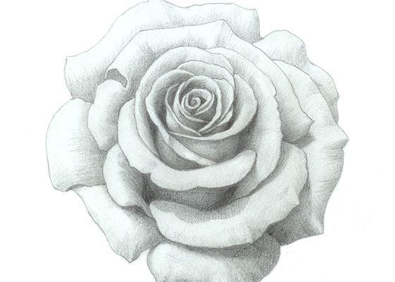 How To Draw A Rose? A Step-By-Step Tutorial For Kids