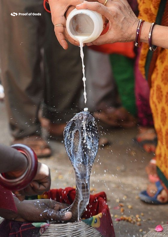 Nag Panchami A Celebration of Reverence and Tradition Proof of Gods