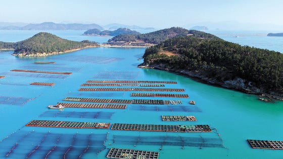 From Clean Korean Seas to Your Table: The Story of Wando Kim, the K-Food Sensation