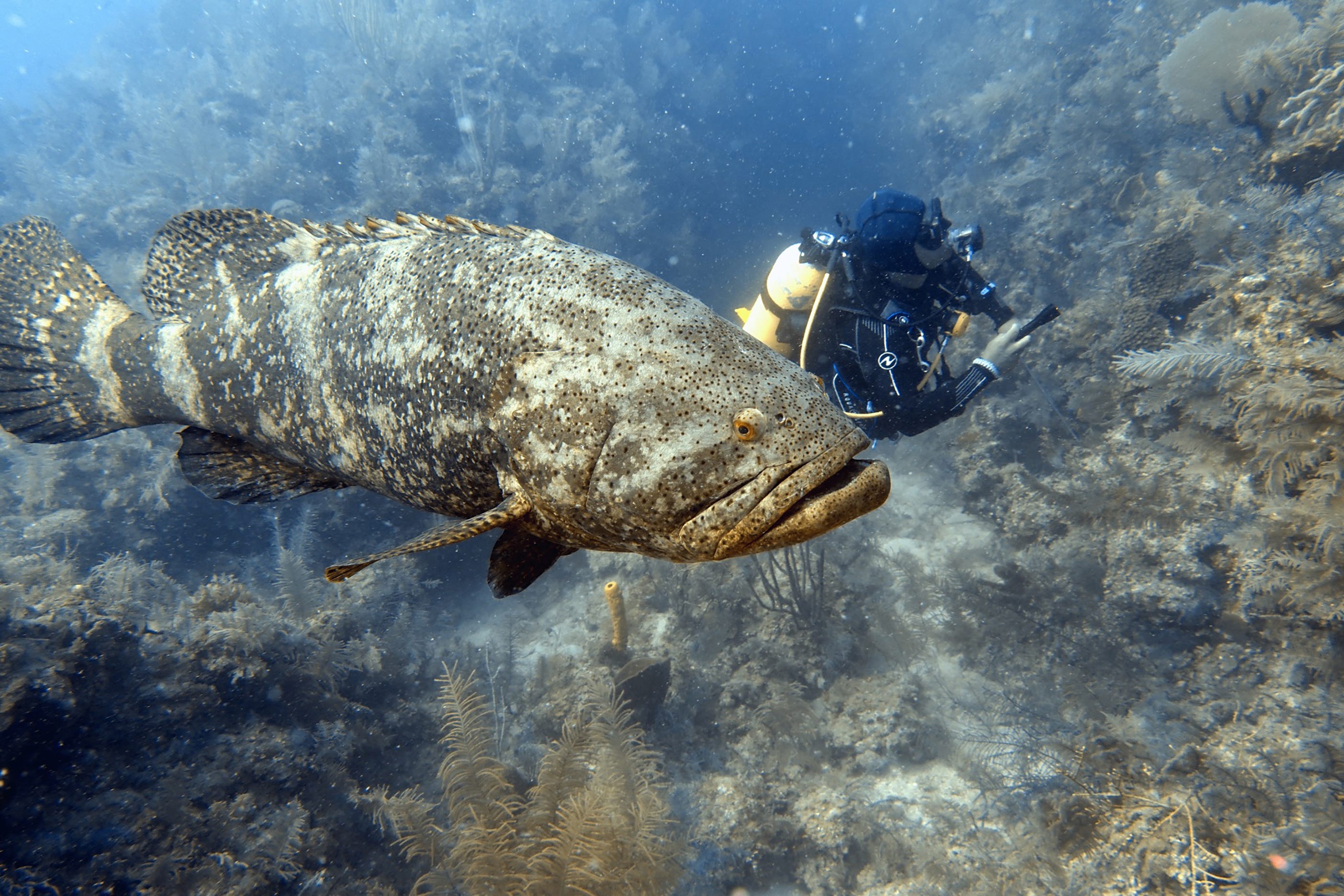 David and the Gentle Giant Fish: Goliath Grouper | by U.S. Fish and Wildlife Service | Updates from the U.S. Fish and Wildlife Service | Medium