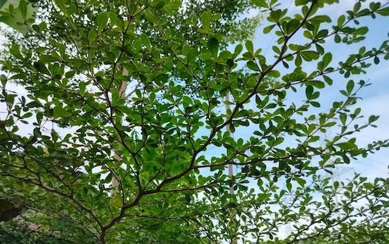 Ketapang Kencana