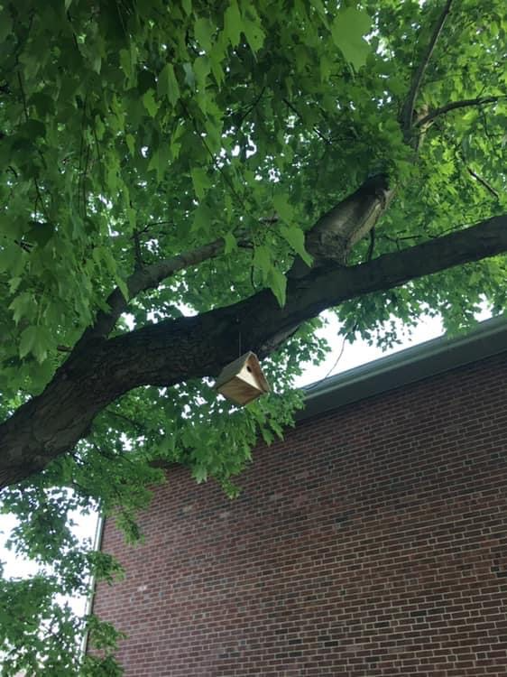 The importance of bird habitats as a natural solution to climate change