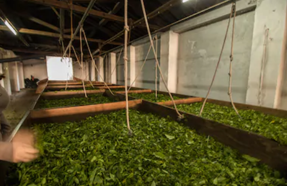 What Is CTC Tea And Why Is It Called That By Halmira Tea Medium what-is-ctc-tea-and-why-is-it-called-that-by-halmira-tea-medium