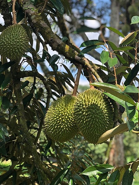 Source: https://commons.wikimedia.org/wiki/File:Durian_in_Malaysia.jpg