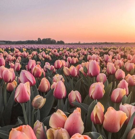 The Flower is Beautiful, Isn’t It? by valentinegurl_ Medium