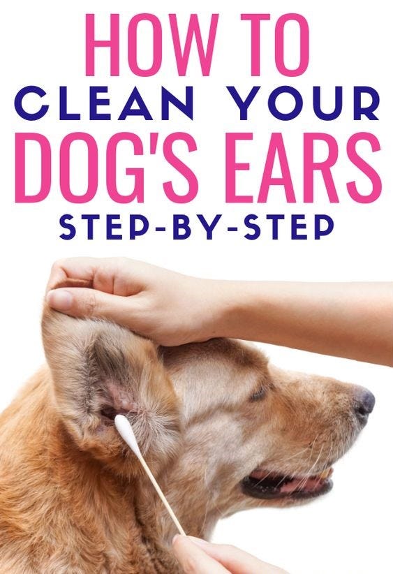 How To Clean A Dog's Ears With Apple Cider Vinegar? | Simple Safe Steps