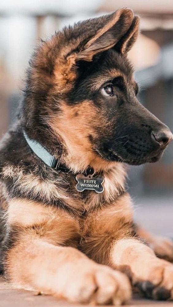 How long do dogs live. Who doesn’t love dogs? They are our… by