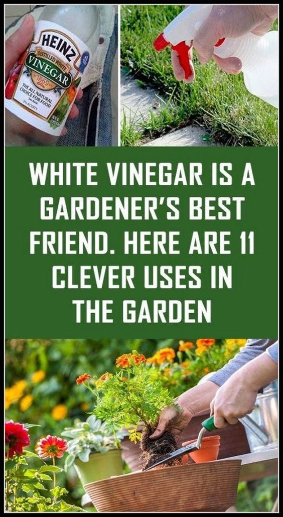 White Vinegar Is A Gardener’s Best Friend. Here Are 10 Clever Uses in