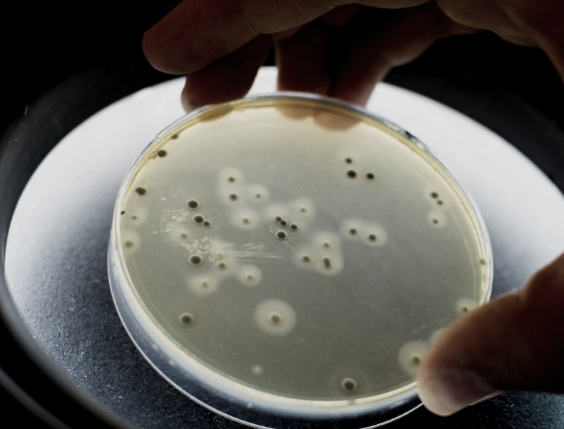The Petri Dish of Belonging: Adoption as Controlled Environment