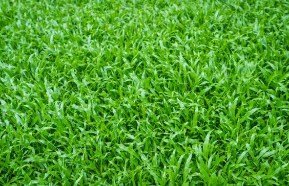 Buy Turf Online Australia for a Greener, Healthier Lawn
