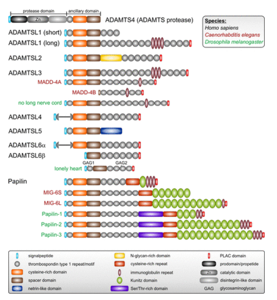 (Data source: Taye N, et al. Am J Physiol Cell Physiol. 2024)