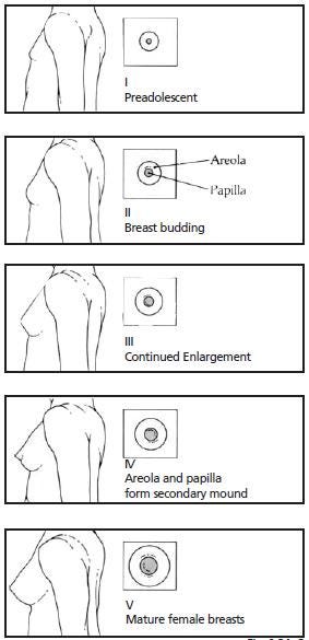 Во сколько растет грудные железы. Этапы развития груди. Степени развития груди. Схема роста груди. Этапы развития женской груди.