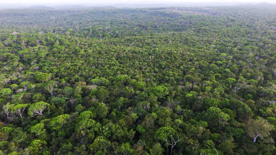 Random Forest: O que é, como funciona e quase tudo que você