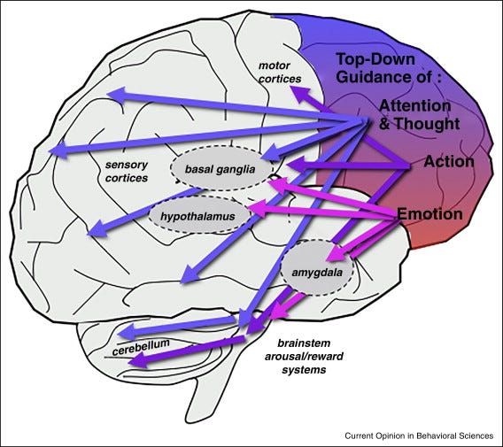 Top-down signal from prefrontal cortex in executive control of memory  retrieval