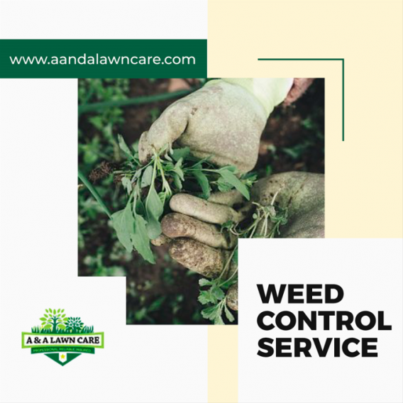 Weed Treatment Service For Lawns A&A Lawncare Medium