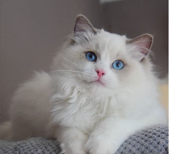 Do Ragdolls Sleep a Lot? - Ragdoll cute - Medium
