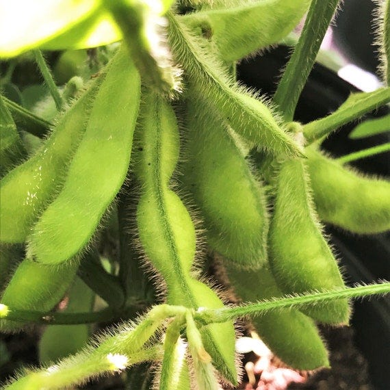 Midori Giant Japanese Edamame Seeds
