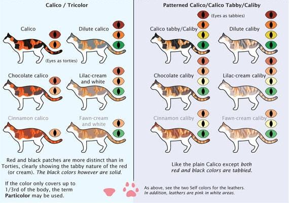 Housecat Coat Colors and Patterns – Cedarseed