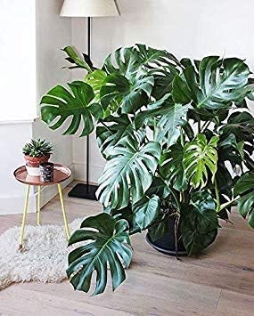 Monstera "Borsigiana" vs. "Deliciosa" What is differencece? | 9Plant