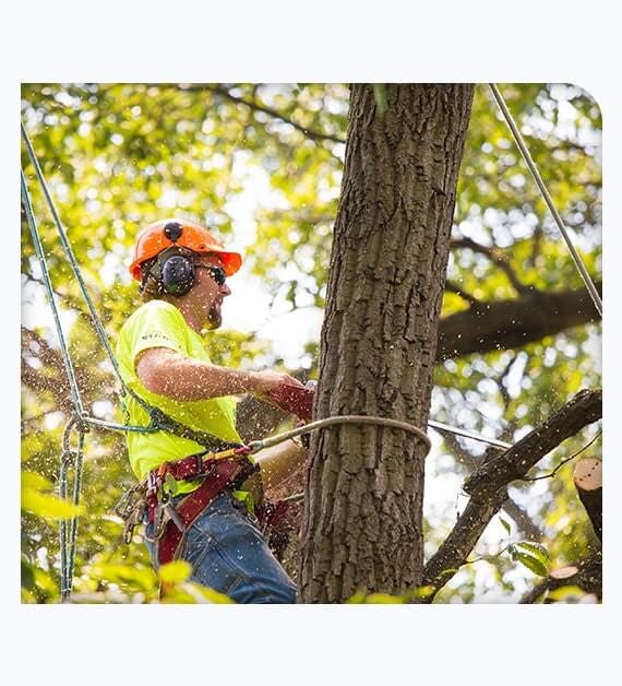 Tree Health Issues - Arbor Day Foundation