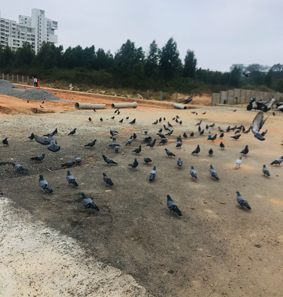Observations from my 7am walk today