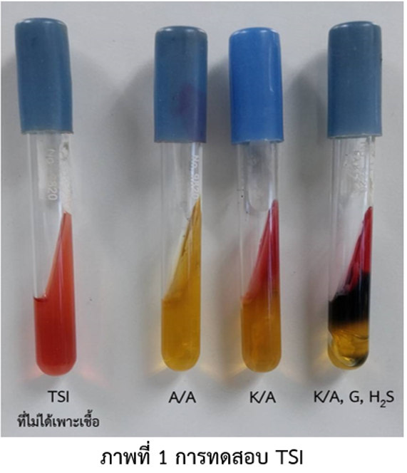 Triple Sugar Iron TSI Agar By Piyarat triple-sugar-iron-tsi-agar-by-piyarat