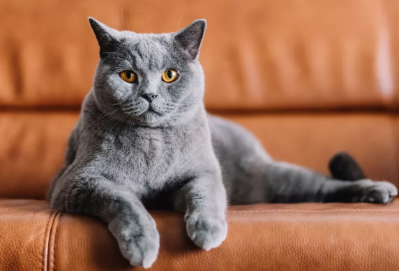 Chartreux: White, Lifespan, Grooming, Personality Full Info | by Rodyw ...