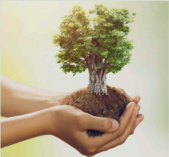 How To Know When Your Trees Need Tree Care In Springfield, MO? by