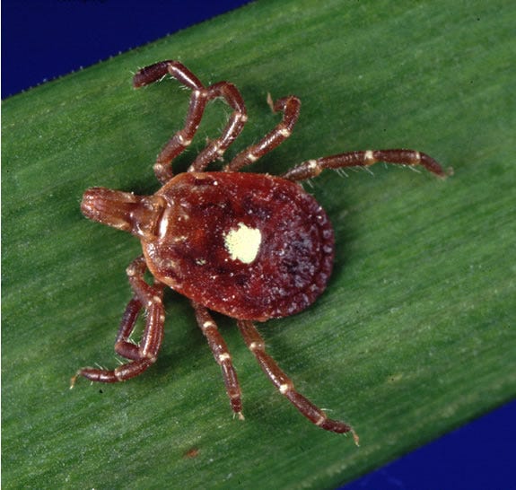 Can Ticks Hurt You?. Ticks are tiny creatures. But that… by The Pest