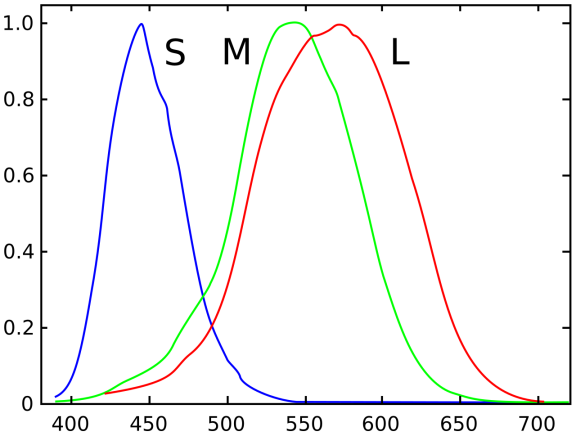 Color Space. 1. LMS The human eye with normal vision… | by Martin | Aug ...